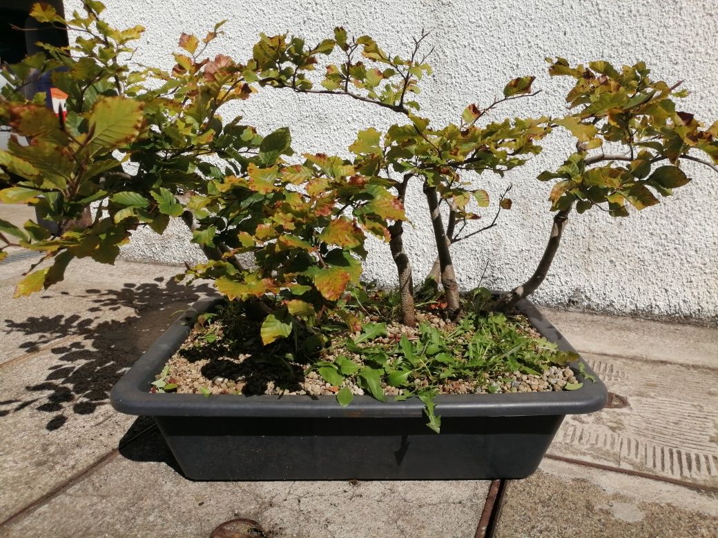 FLORESTA de Faias Bonsai