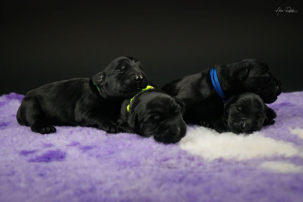 Sznaucer Olbrzym szczenię ZKwP rodzice import