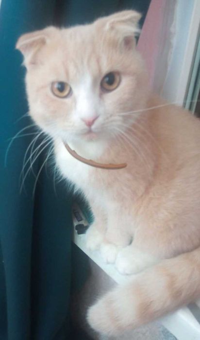 Віддамо котика в добрі руки