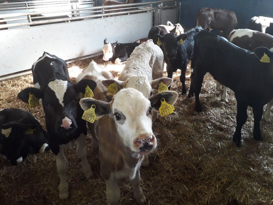 Cielęta, cielaki, byczki oraz jałówki mięsne, MM,MS,HF transport