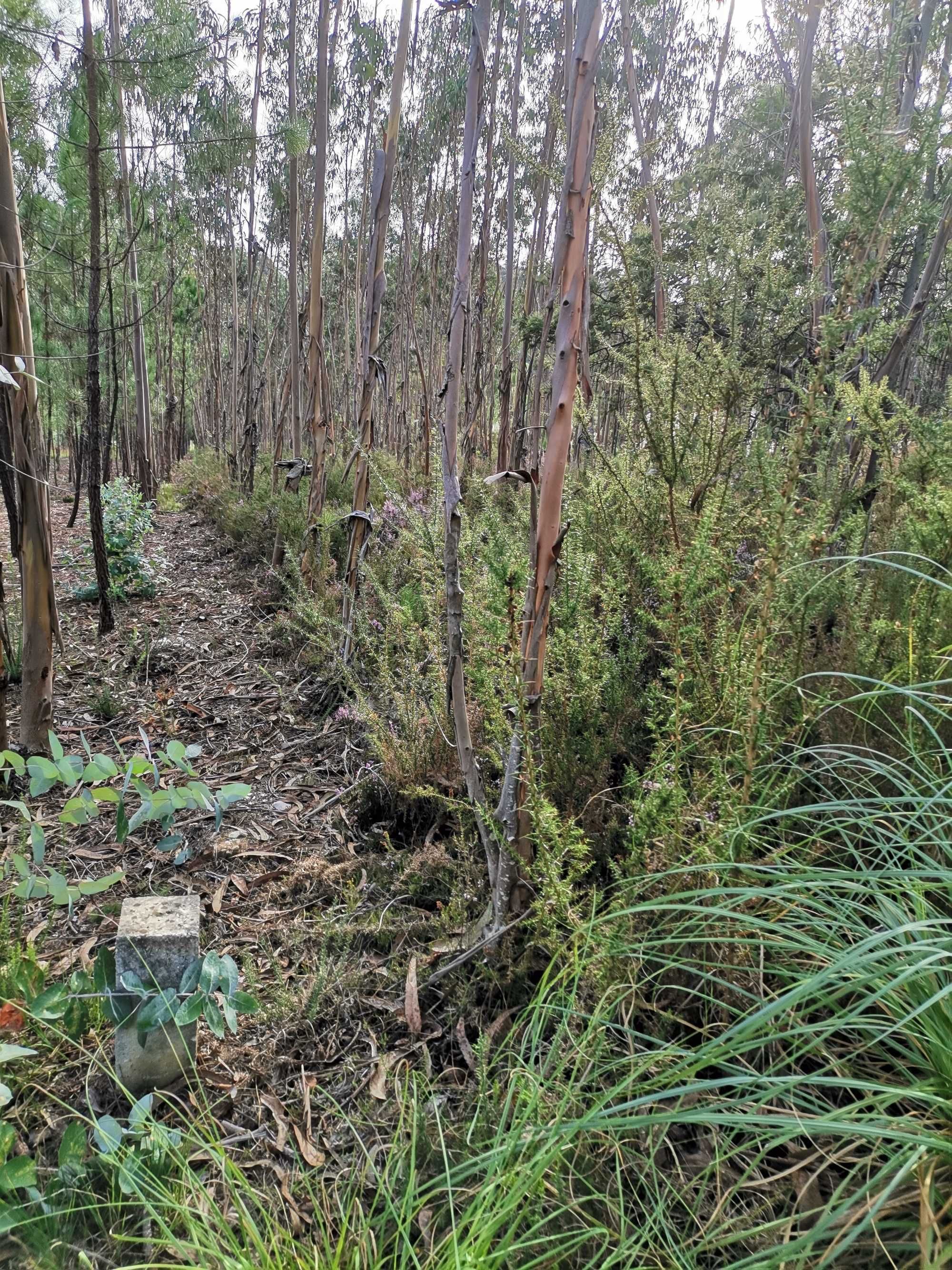 Terreno em área urbana