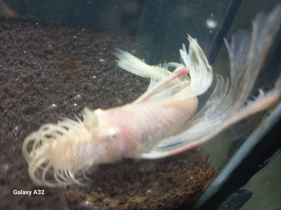 Glonojady welonowe  20 zł