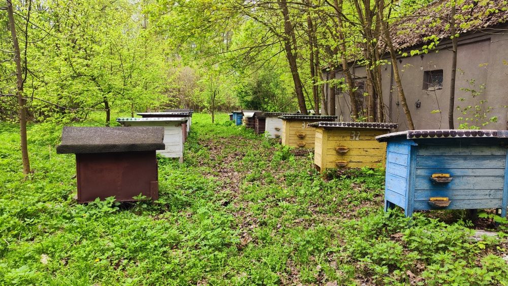 Ule warszawskie zwykle podwójne