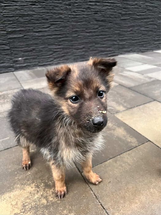 Цуценята шукають дім