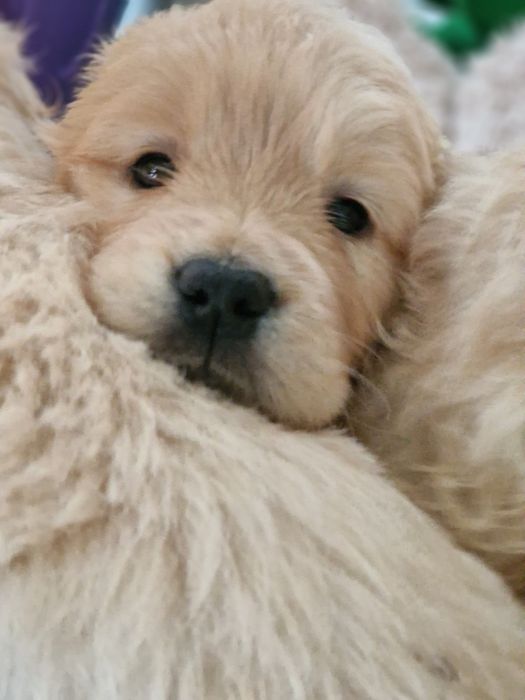 Szczeniak Golden retriever zkwp śląskie