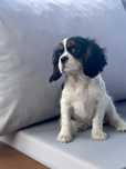Suczka Cavalier King Charles Spaniel