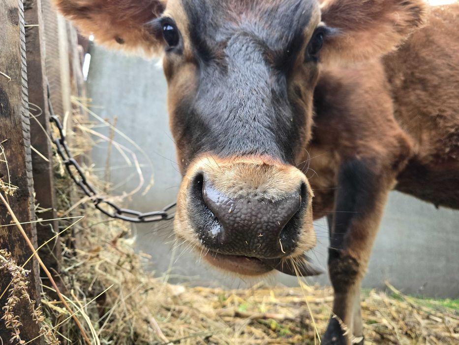 корова первістка Джерсі