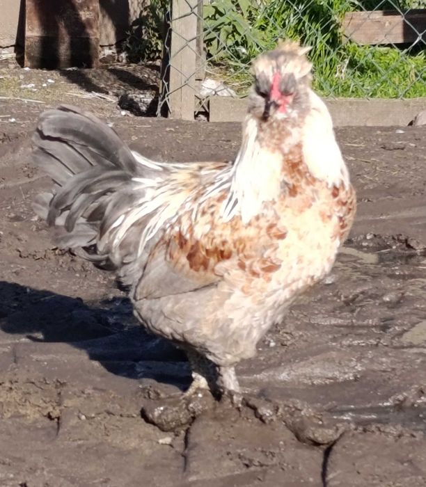 Sprzedam koguty z wiosny