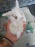 Królik Baranek Mini Lop