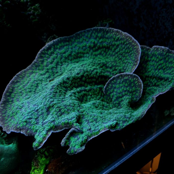 Echinopora lamellosa, Koral, szczepki akwarium morskie