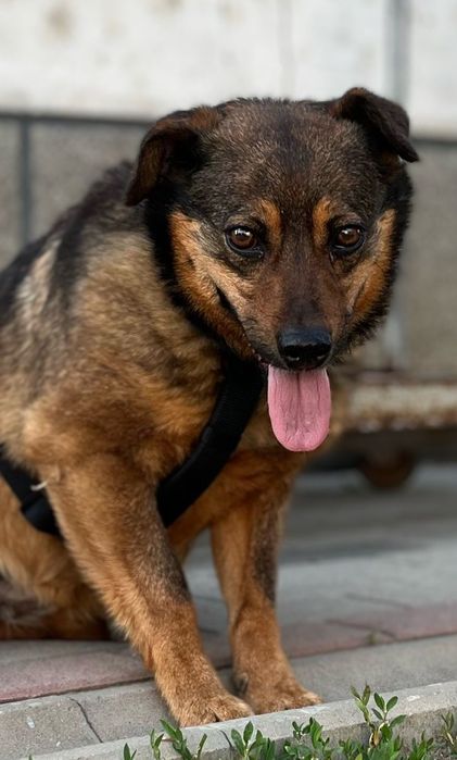 Adopcje psów- Kate szuka domku