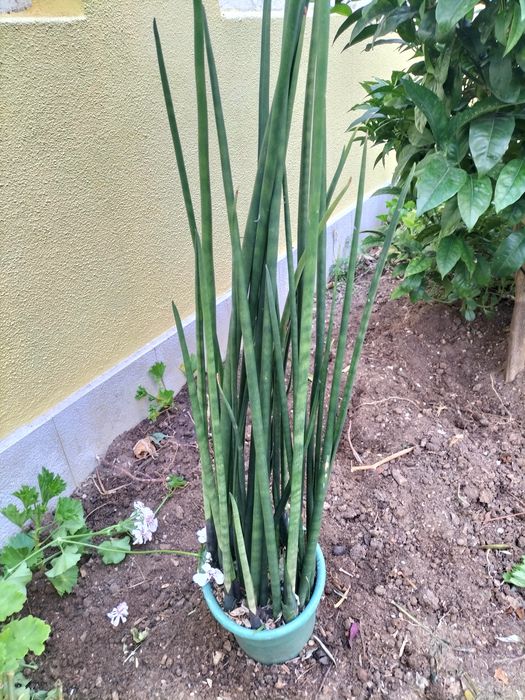 Cato de folha tipo flecha