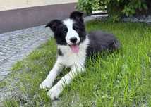 Suczka Border Collie FCI