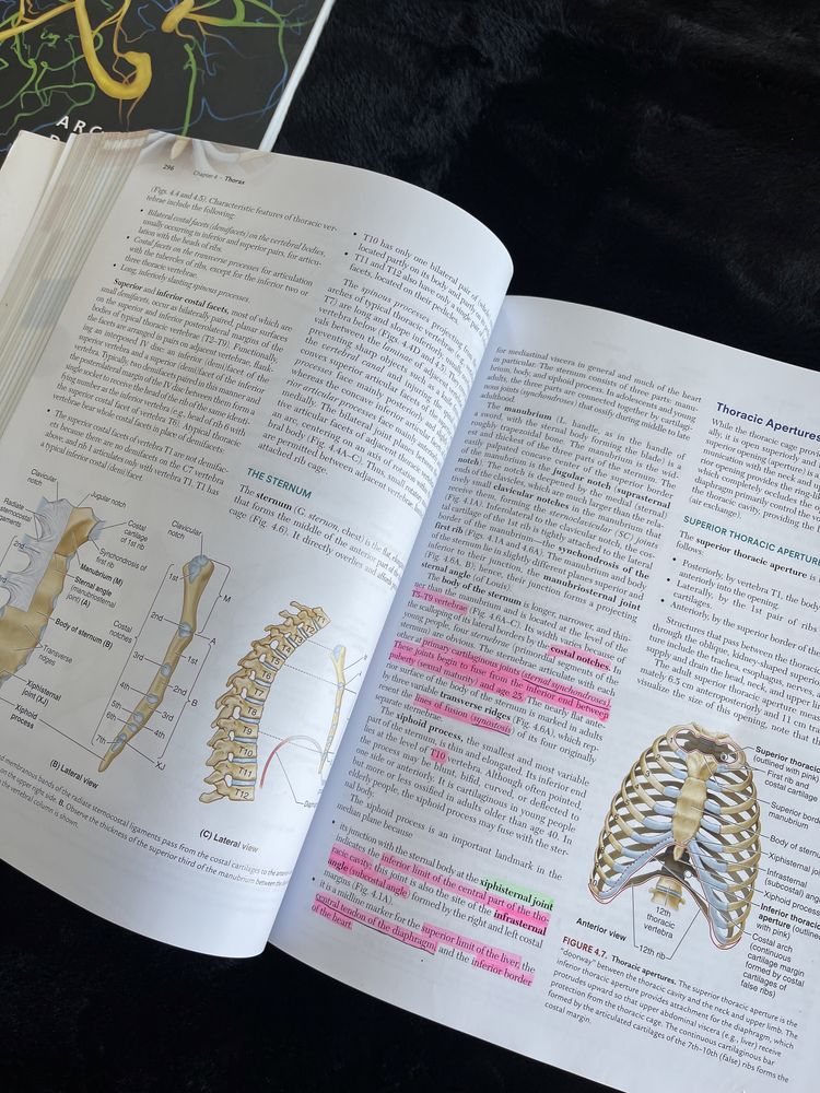 Clinically Oriented Anatomy