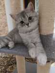 Gatinho Scottish Straight