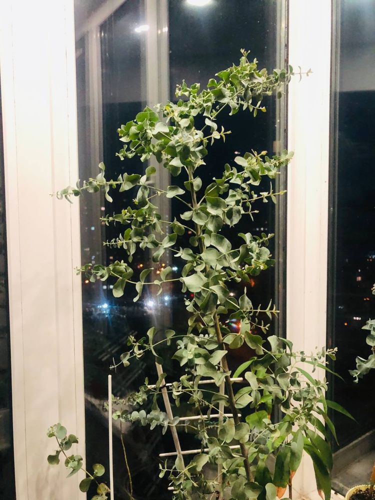 Эвкалипт припудренный Eucalyptus pulverulenta , Гунни Eucalyptus gunni