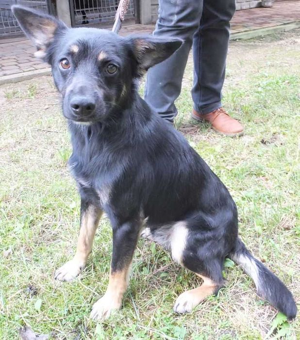 Sezam pies czarny jasno podpalany, średni do adopcji