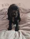 Cocker Spaniel Angielski czarny piesek