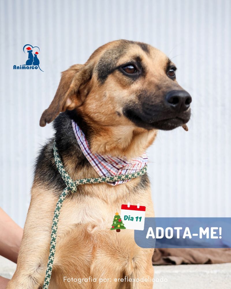 Patusca - cadela 1 ano porte medio