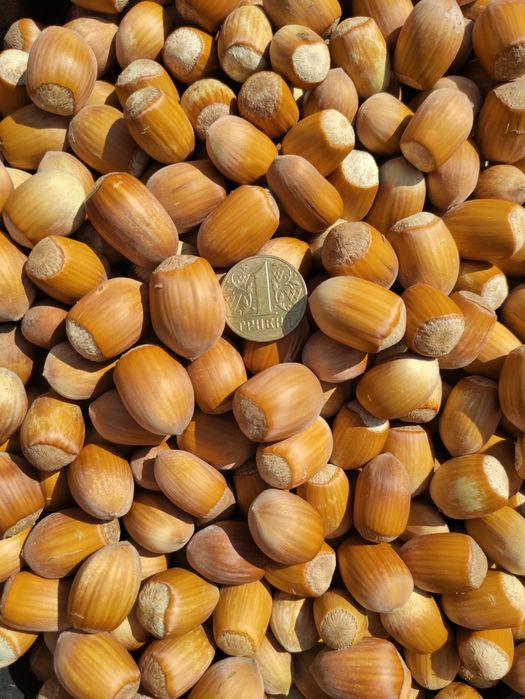 Горіхи Фундук урожаю 2025 року