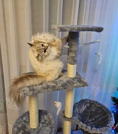 Когтеточка для кошек с лежанкой