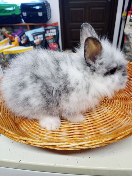 Króliki Miniaturki Sklep zoologiczny