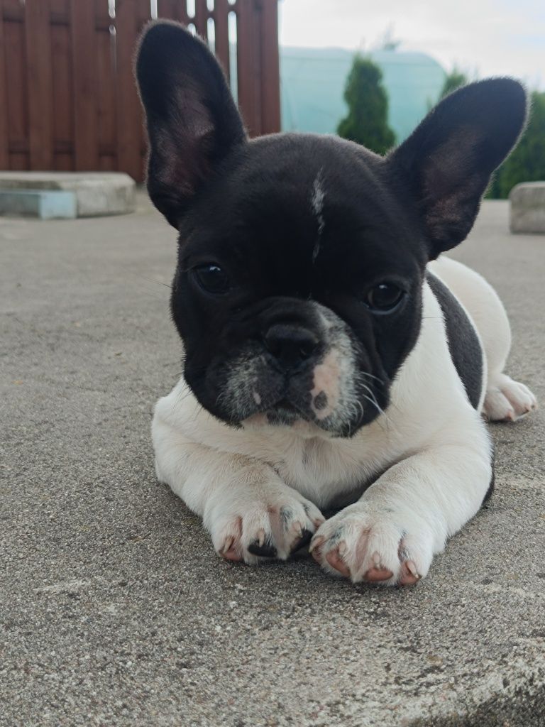 Buldog Francuski