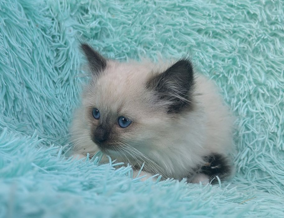 Kocurek Ragdoll     .