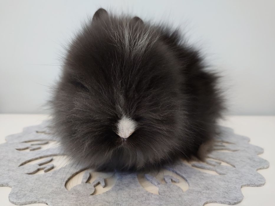 Króliki Karzełki Teddy