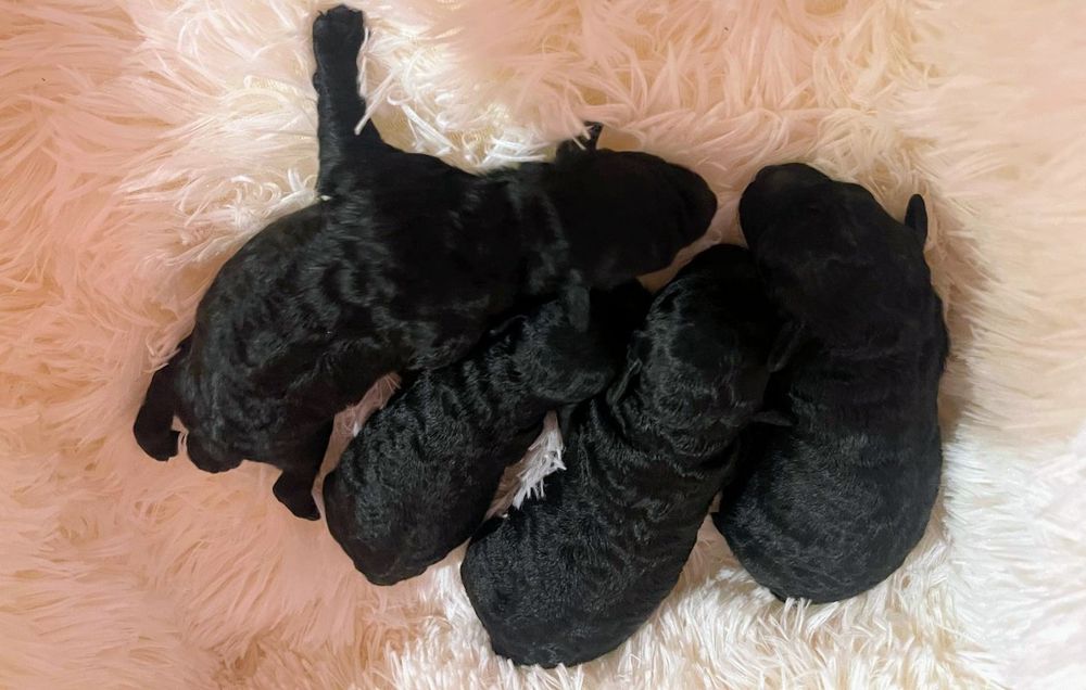 Pudel miniaturowy czarny FCI ZKWP