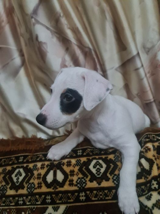 Джек Рассел терьер