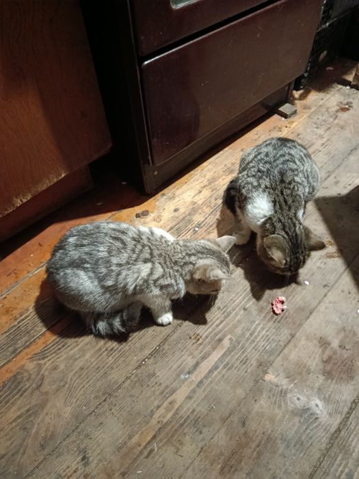 Віддамо кошенят в добрі руки (2 дівчинки)