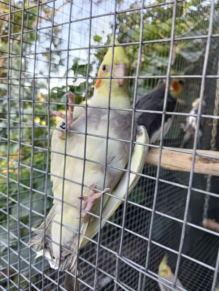Várias aves de 2025