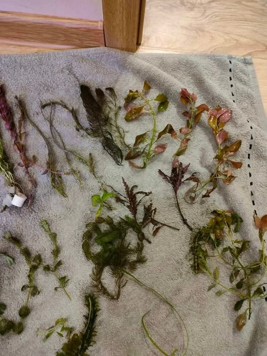 Roślinki do akwarium