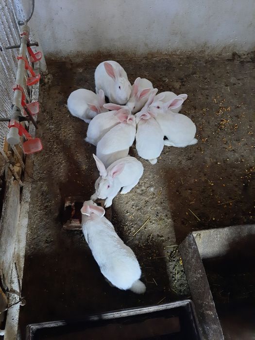 Кролі термонська біла