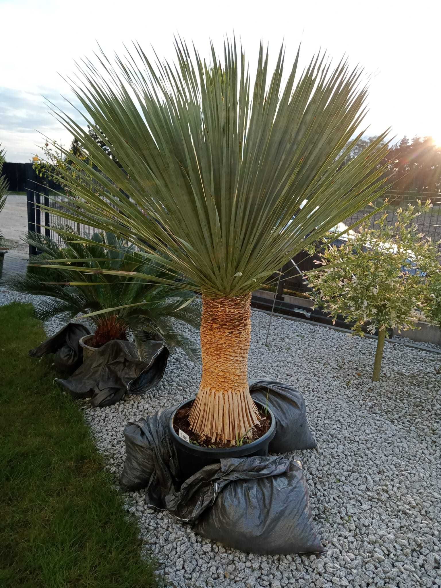 Mrozoodporna Yucca Rostrata