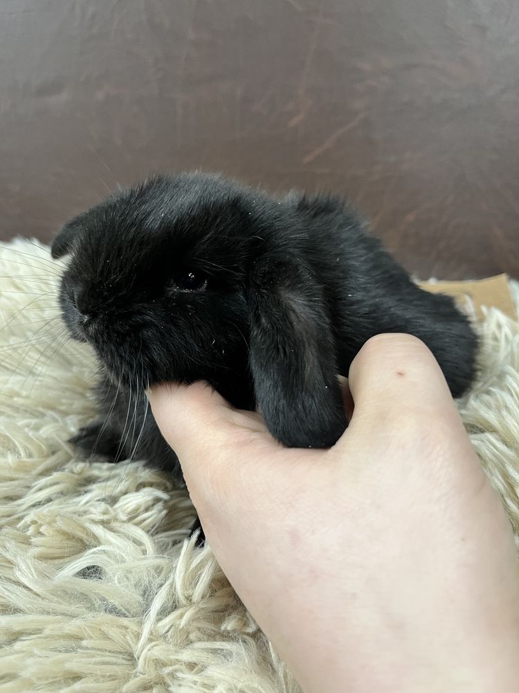 Króliczek Mini Lop (samiczka) MASSON