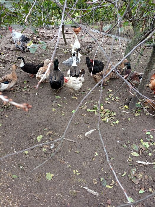 Sprzedam młode gęsi i młode kaczki