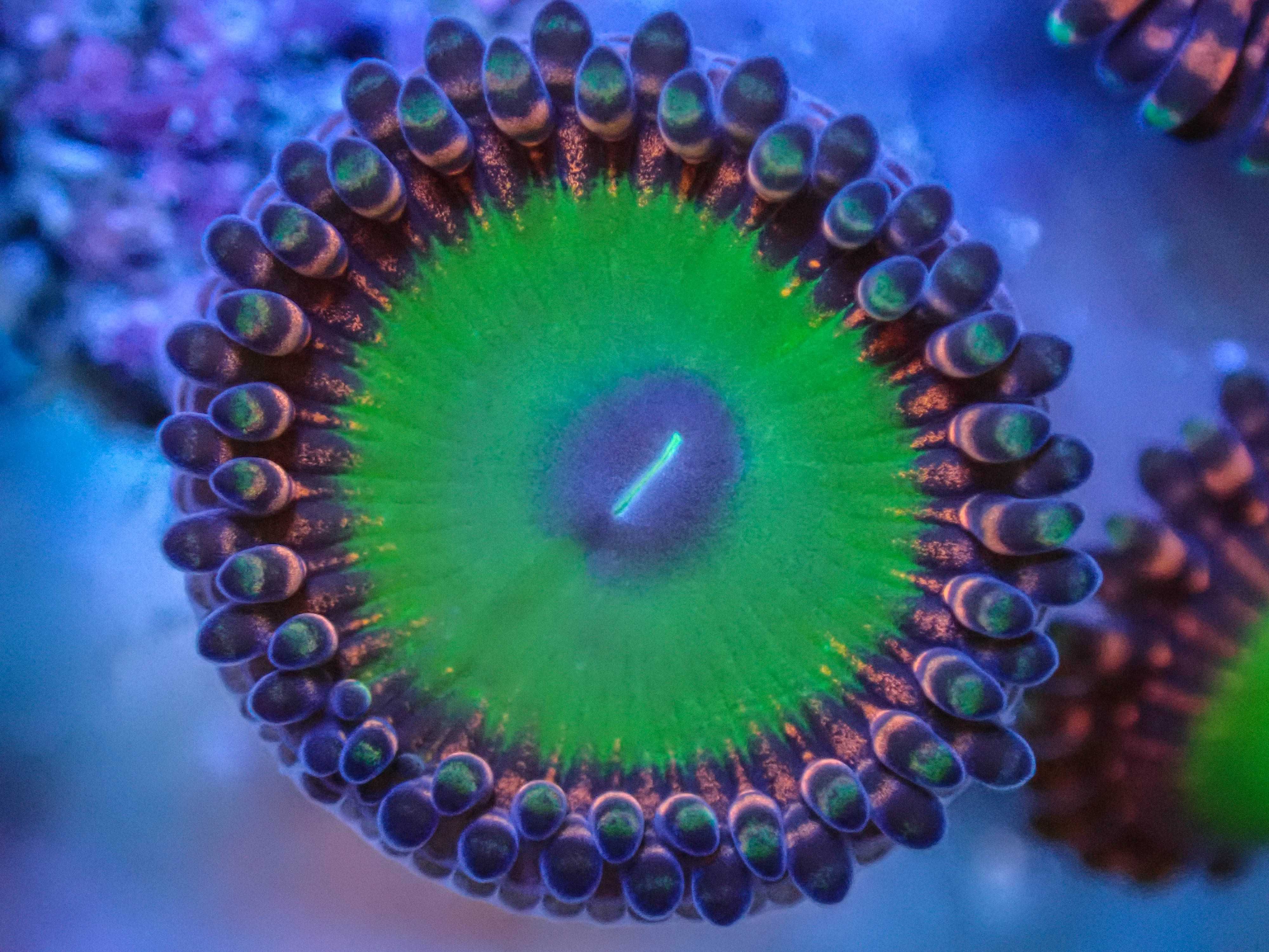 Candy apple red zoa zoanthus koralowce akwarium morskie