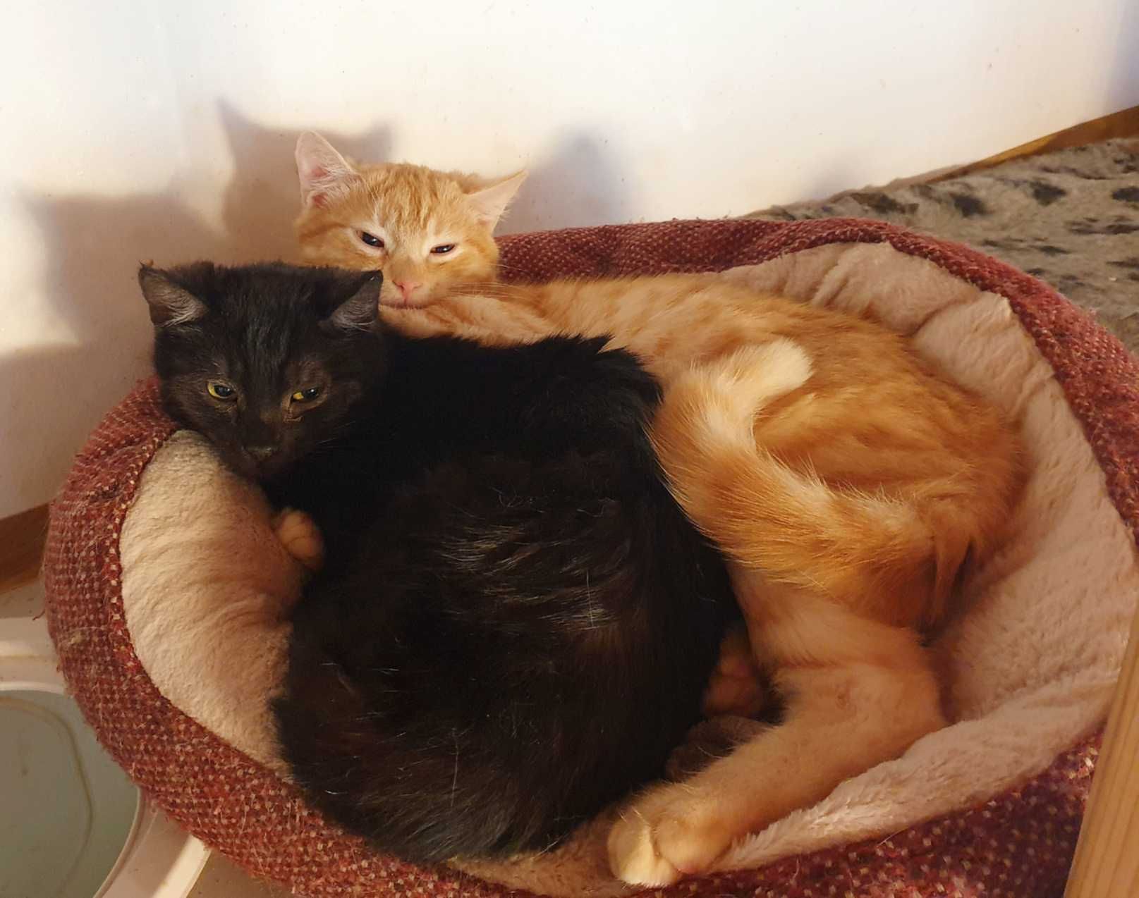 Rogal cudny rudasek do adopcji