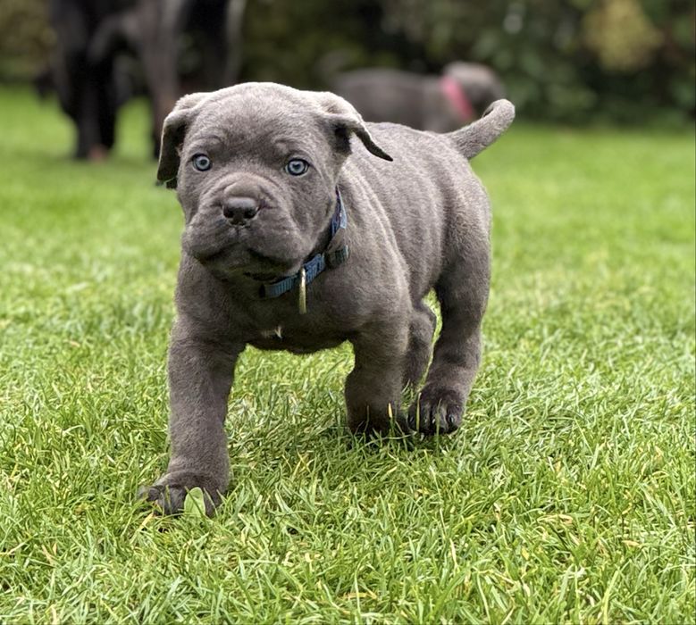 Cane Corso samiec z rodowodem