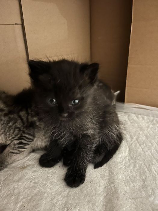 Котики безкоштовно