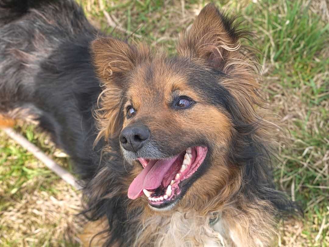 Pinky szuka swojego człowieka ADOPCJA