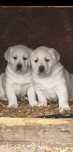 Labrador piesek..