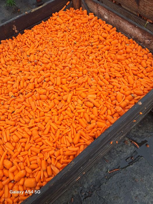 Продам моркву на переробку або корма для тварин