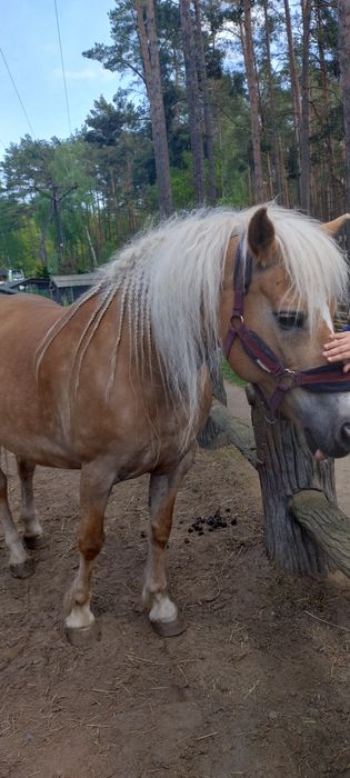 Skup koni każdej rasy i krowy każdej kondycji