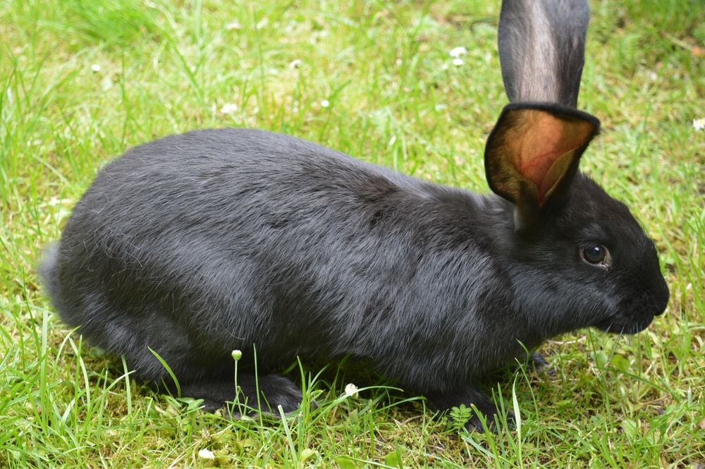 Srokacz Niemiecki Czarna Samica