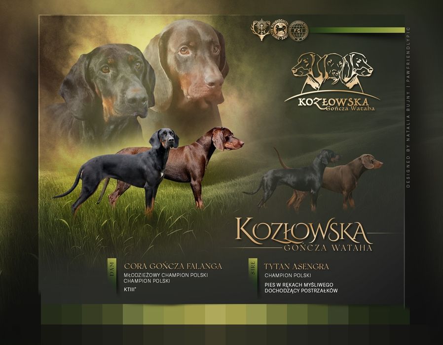Zapowiedź miotu Gończy Polski ZKwP