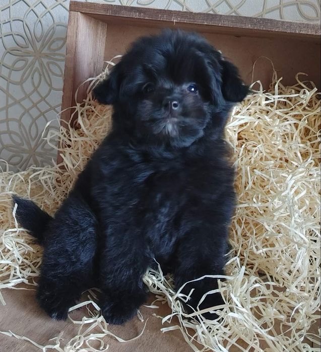 Чрезвычайно симпатичная плюшечка азиатского микса Той и Шпиц