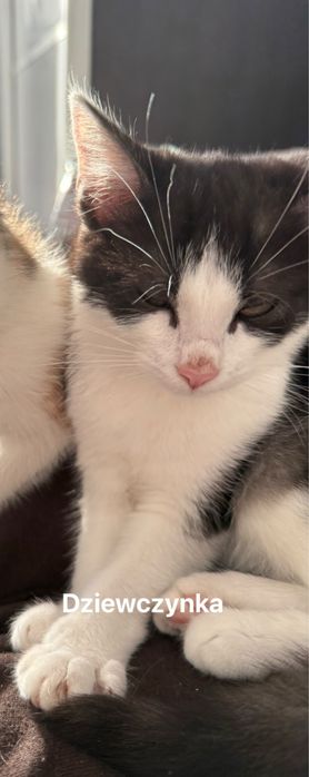 Oddam kotki tylko do domu